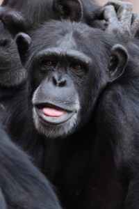 black chimpanzee