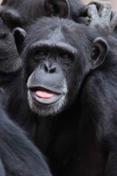 black chimpanzee